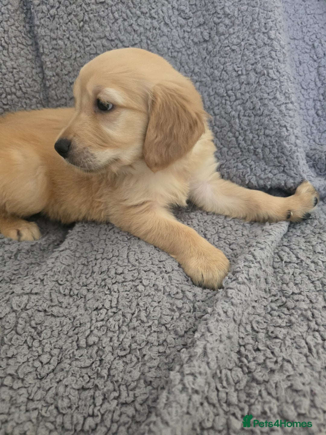 Golden Retriever dogs for sale: Kc Golden Retriever puppies for sale  - Image 17