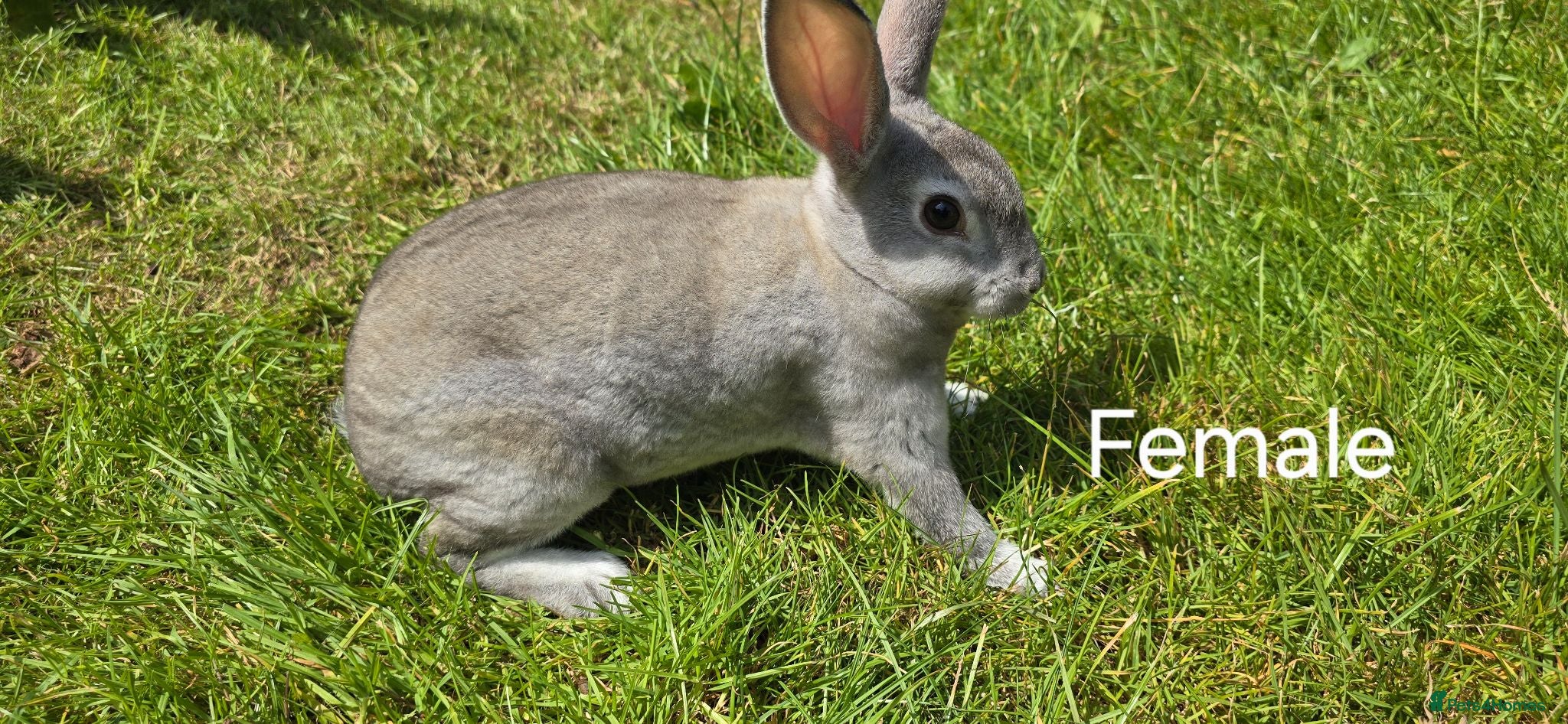 Rex rabbits 2 Litters of Mini rex different colours and sex - Advert 13