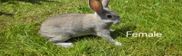 Rex rabbits for sale: 2 Litters of Mini rex different colours and sex - Advert 1