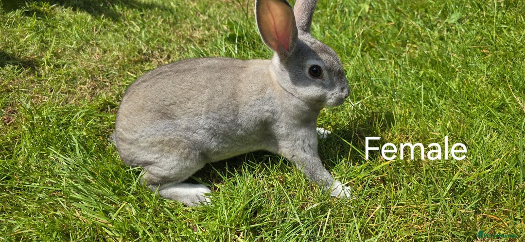 Rex rabbits for sale: 2 Litters of Mini rex different colours and sex - Advert 1