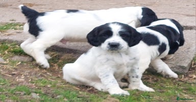 English Springer Spaniel dogs - Advert 12