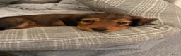 Dachshund dogs for sale: Male Standard longhair dachshund - Advert 1