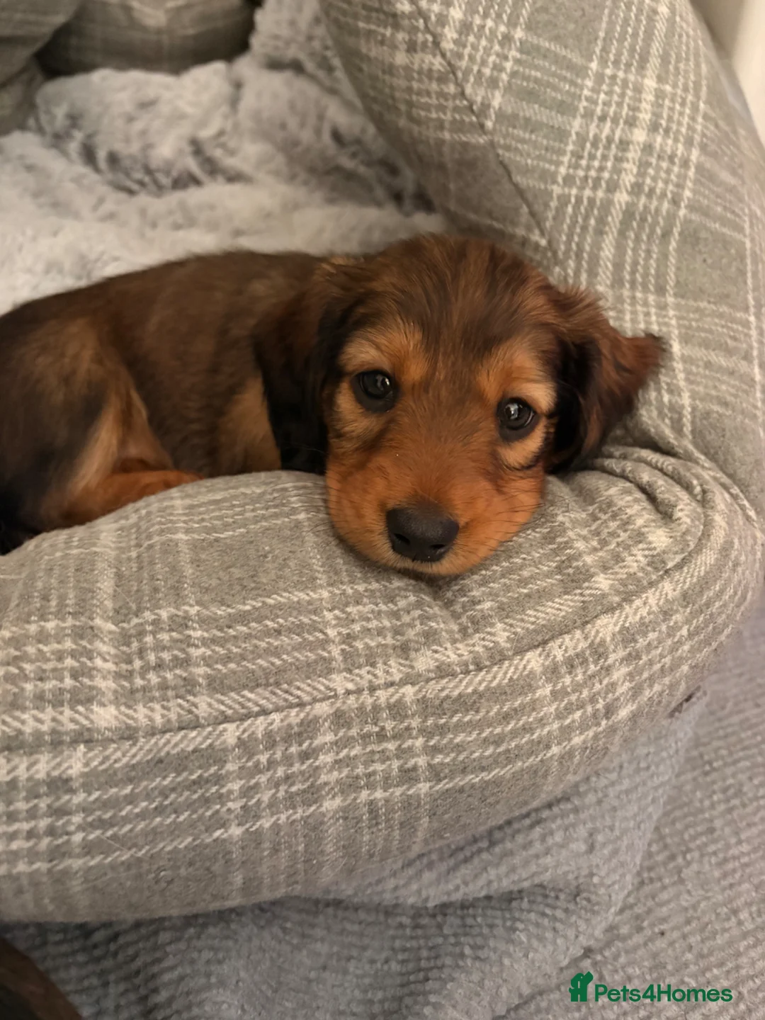 Dachshund dogs for sale: Male Standard longhair dachshund - Advert 1