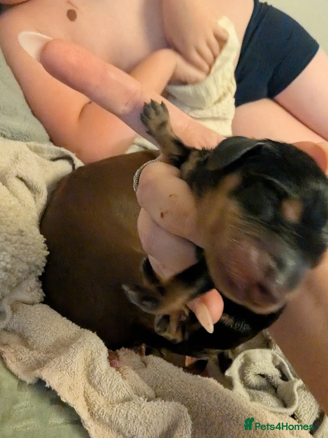 Miniature Dachshund dogs for sale: Beautiful Miniature Dachshunds  - Advert 7
