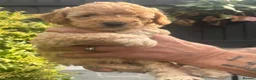 Miniature Poodle dogs for sale: Beautiful Miniature poodles - Advert 12
