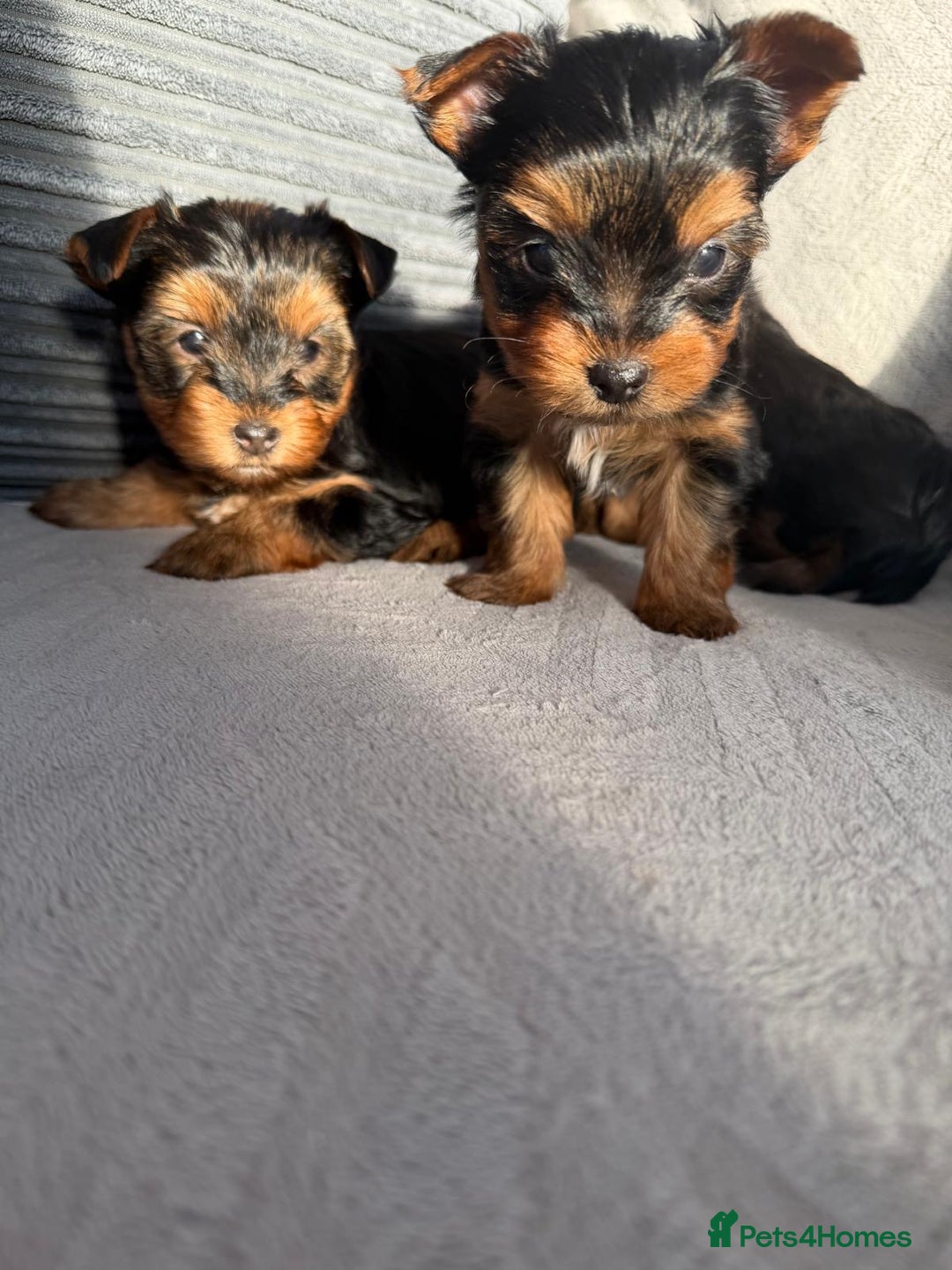 Yorkshire Terrier dogs for sale: Yorkshire Terrier puppies looking for new homes  - Advert 11