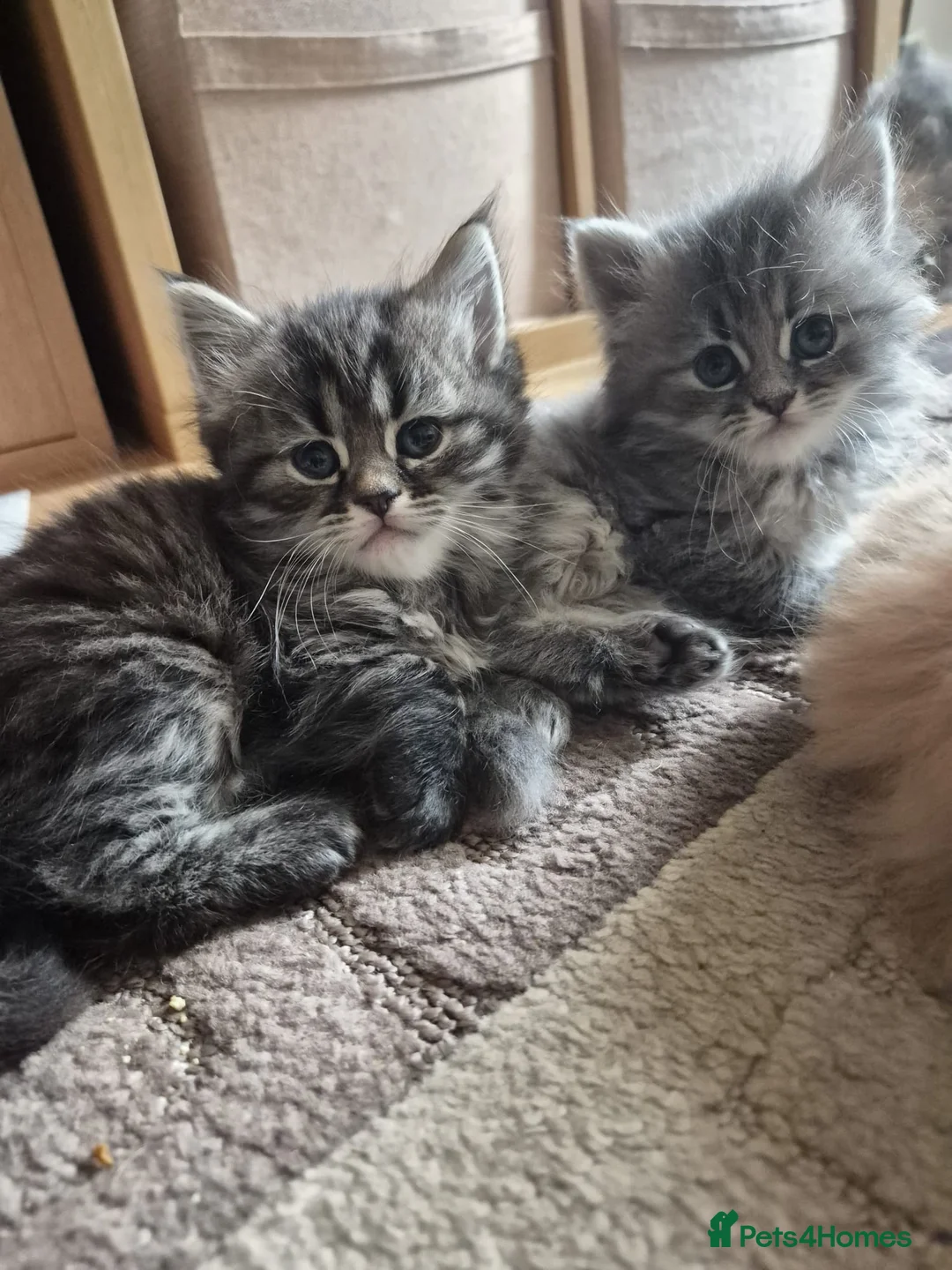 Siberian cats for sale: 5 beautiful Siberian kittens - Advert 6