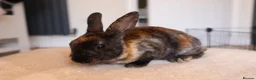 Rex rabbits for sale: Beautiful Mini Rex, Harlequin & Tri Colour - Advert 3