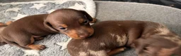 Miniature Dachshund dogs for sale: Miniature Dachshund  - Advert 4
