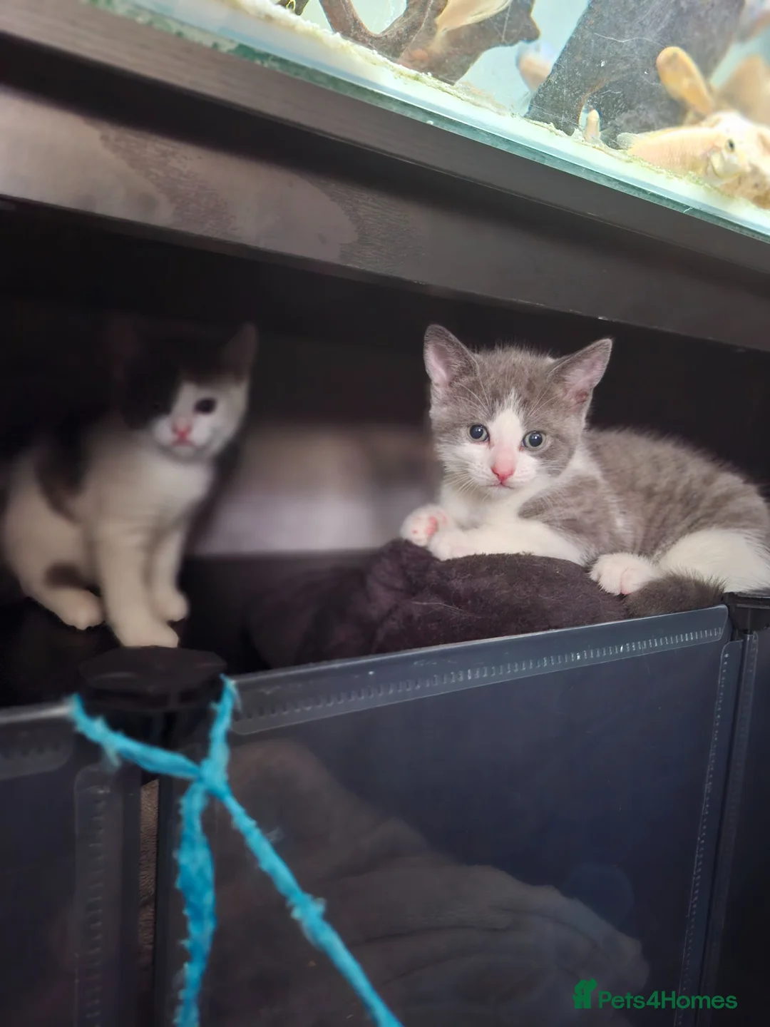 Mixed Breed cats for sale: Fluffy playfull healthy kittens - Advert 2