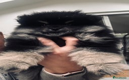 Pomeranian dogs for sale: Sweet Pomeranian Girls Black & Tan Teddy Bear Type - Image 4