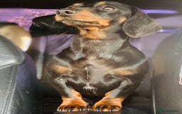 Miniature Dachshund dogs for sale: Lovingly Raised, Uniquely Special Pups - Image 5