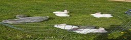 Continental Giant rabbits for sale: Continental Giant cross Mini Lop bunnies in Telford - Advert 4