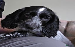 Cocker Spaniel dogs for sale: 4x Cocker Spaniel pups blue roan READY TO GO - Image 15