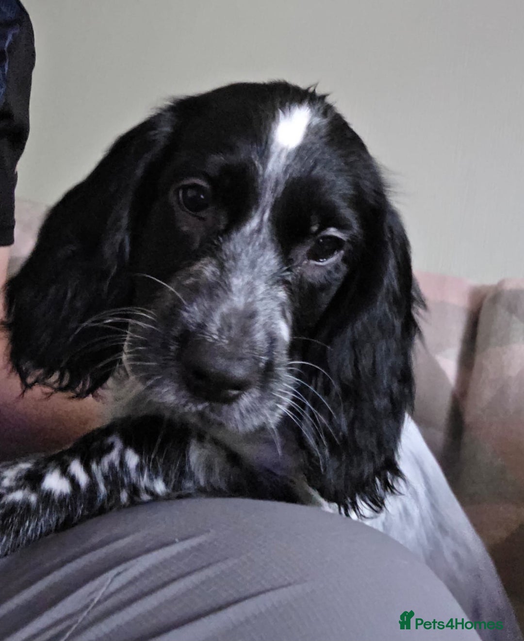 Cocker Spaniel dogs for sale: 4x Cocker Spaniel pups blue roan READY TO GO - Image 15