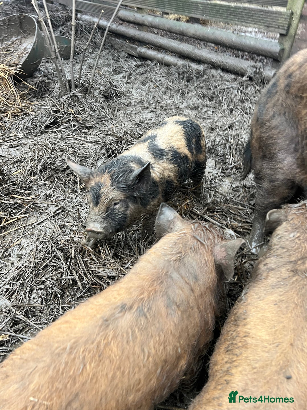 Pig livestock for sale: purebred Kune kune pigs - Advert 3