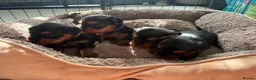 Yorkshire Terrier dogs for sale: Beautiful yorkshire terrier puppies  - Advert 4