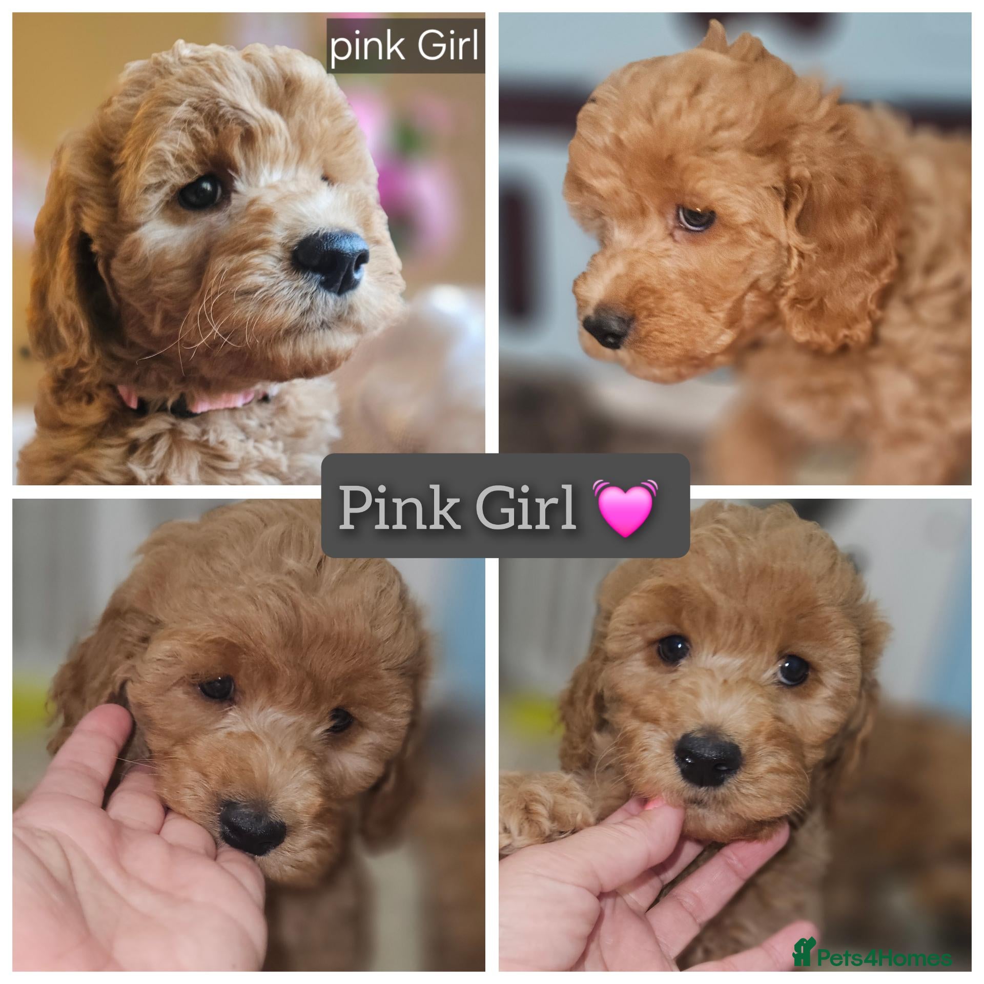 Cockapoo dogs Ready for loving homes licensed, cockapoo girls  - Advert 2