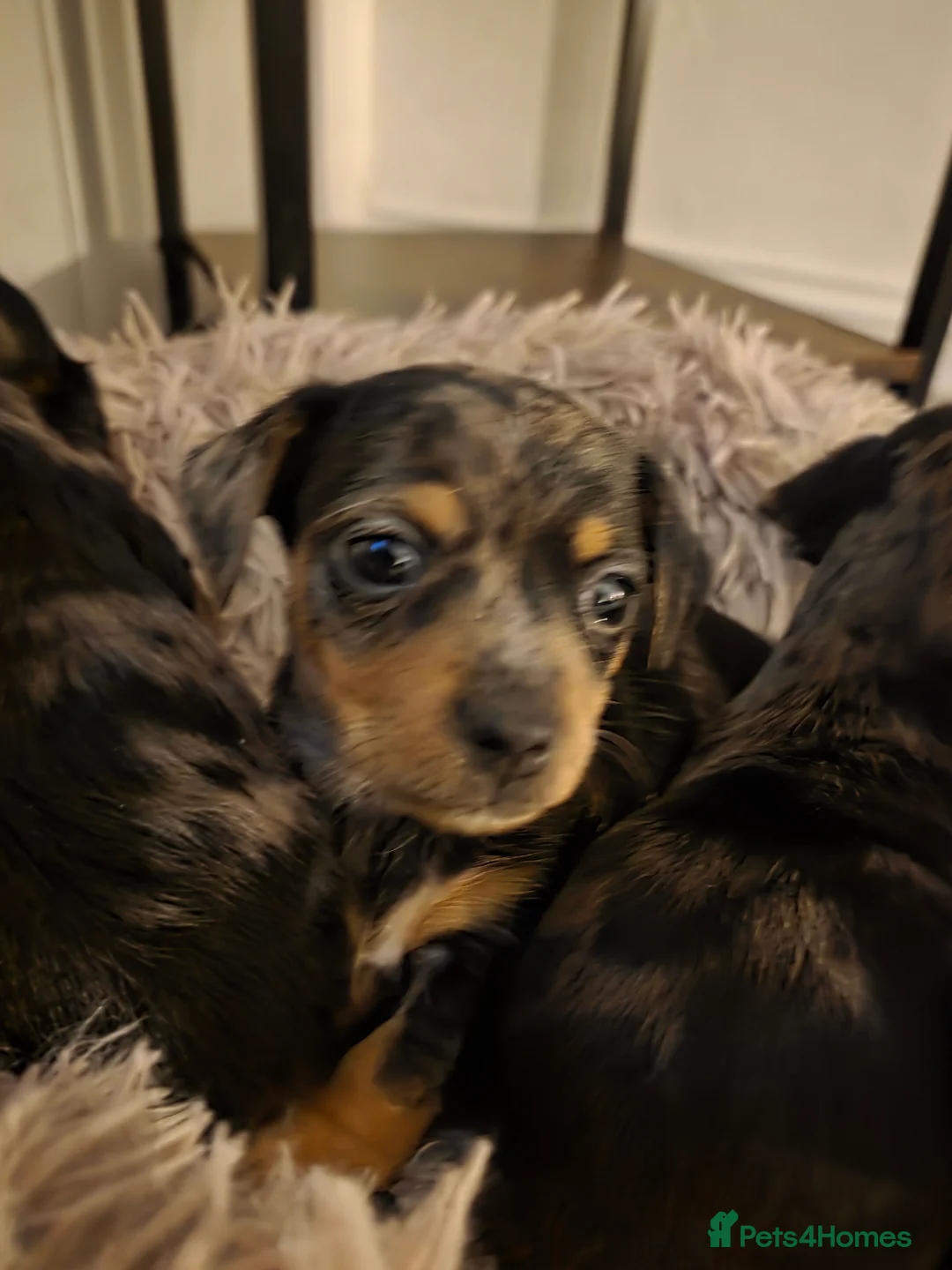 Mixed Breed dogs for sale: Miniature Dapple Dachshund X Miniature Chorky - Advert 8