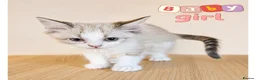 Ragdoll cats for sale: Ragdoll & Ragdoll cross kittens - Advert 3