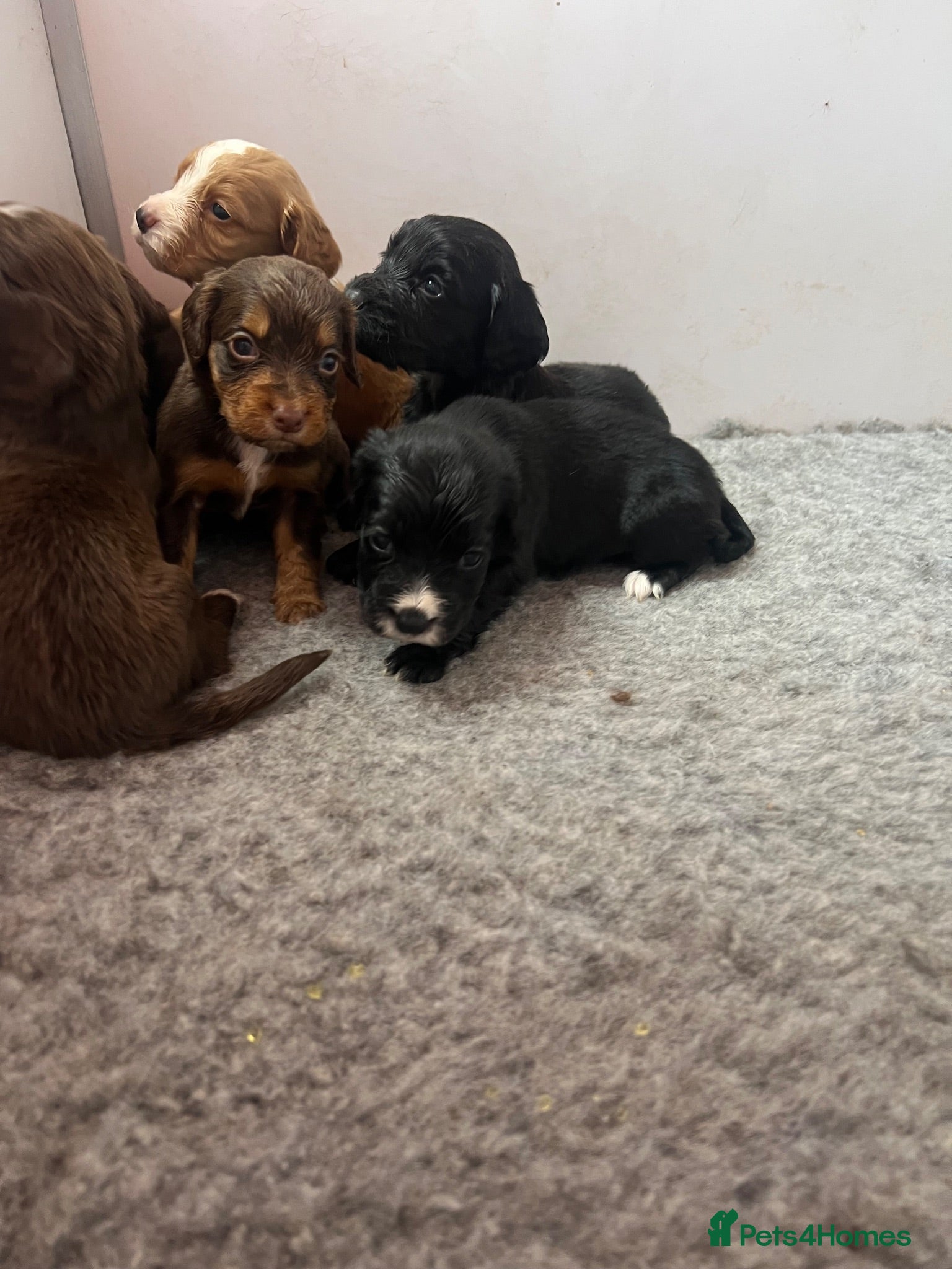 Cocker Spaniel dogs Cocker spaniel pups - Kc registered  - Advert 1