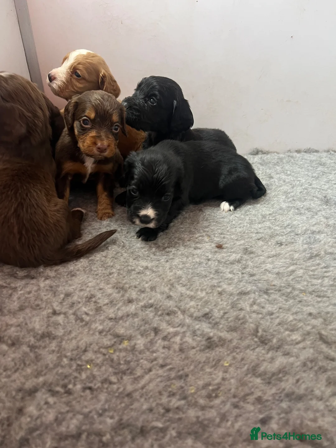 Cocker Spaniel dogs for sale: Cocker spaniel pups - Kc registered  - Advert 1