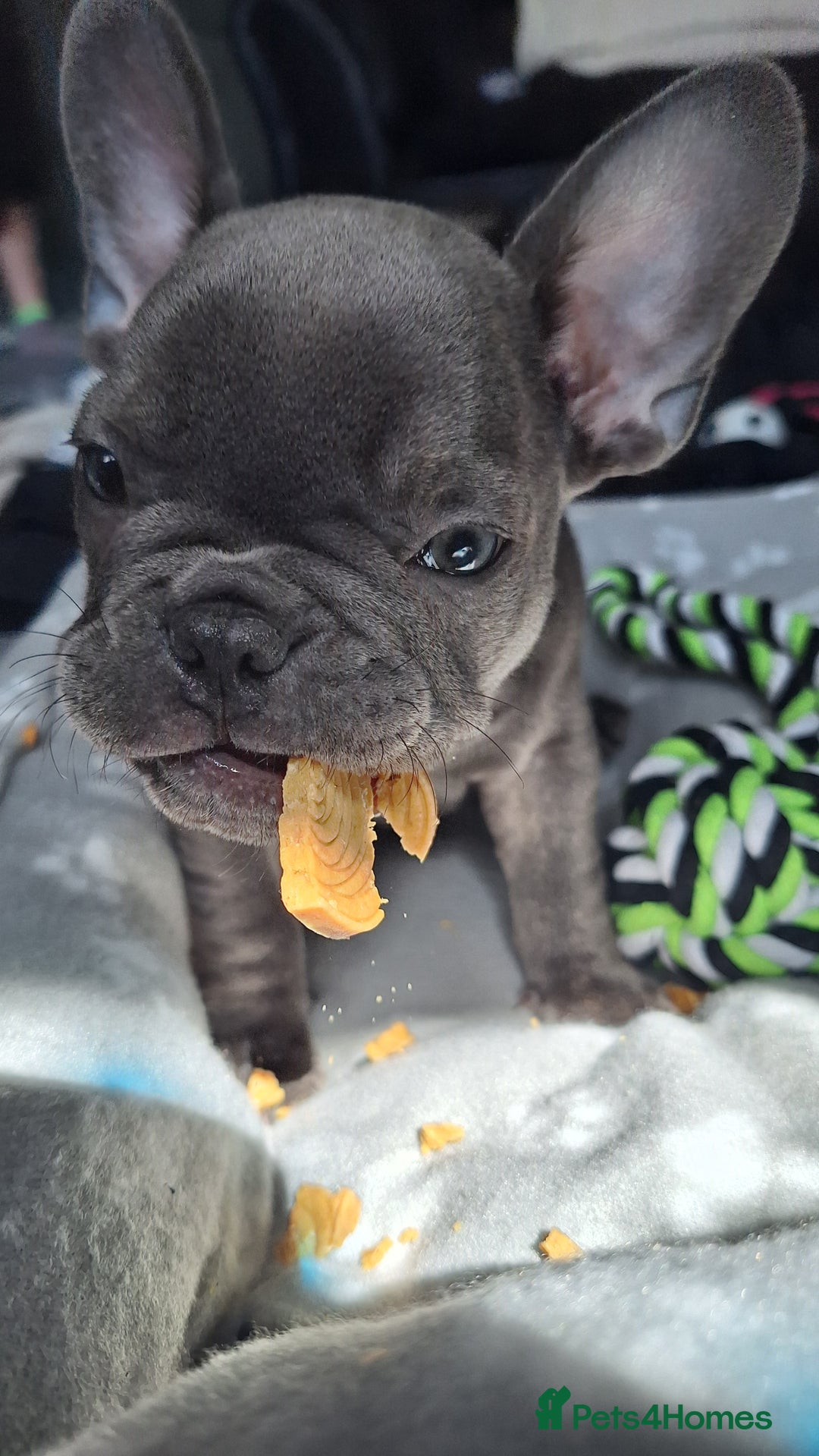 French Bulldog dogs for sale: Male french bulldog - Image 4