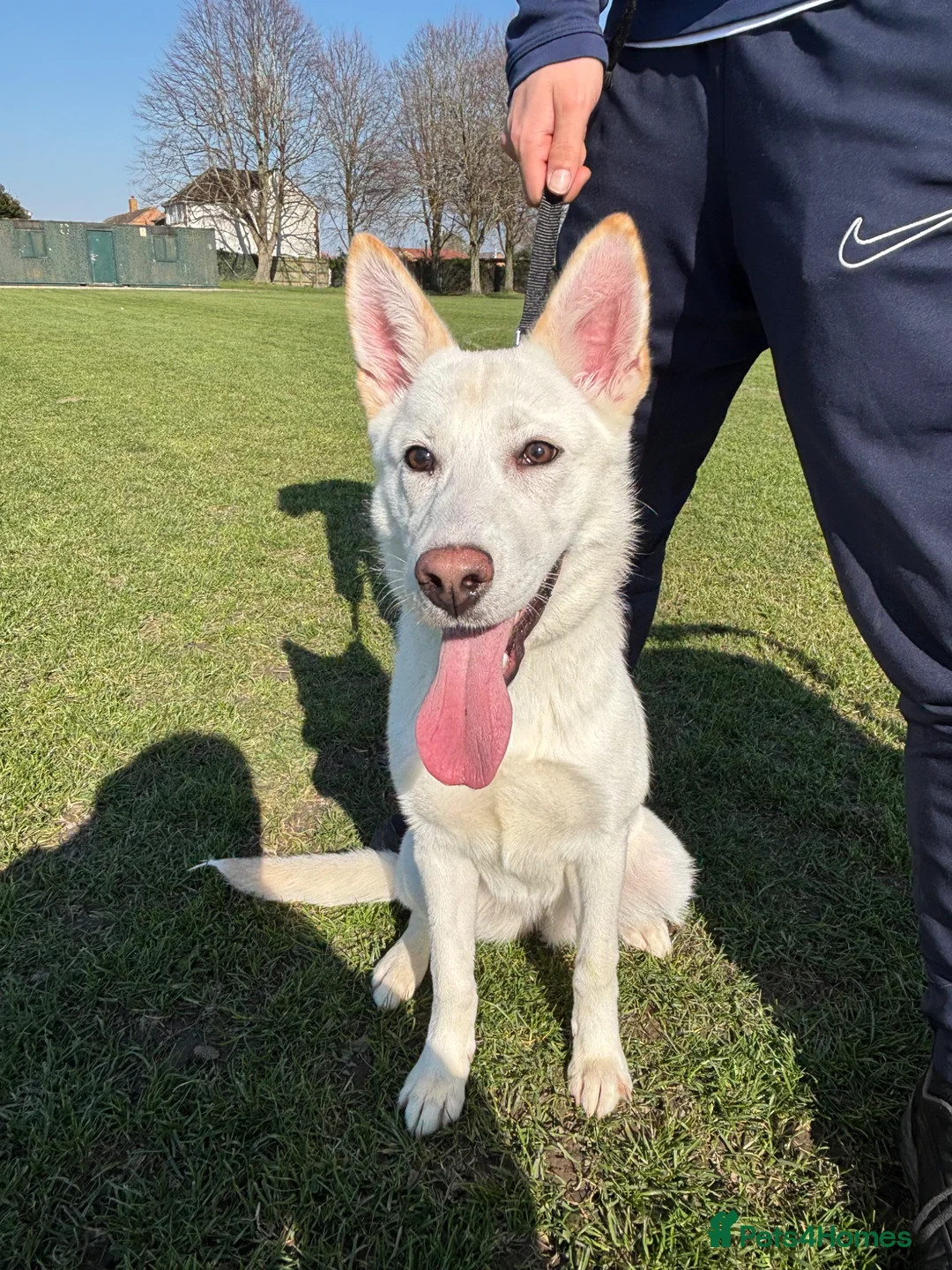 Mixed Breed dogs for sale: White girl German shepherd with a bit of Akita. in Didcot - Advert 1