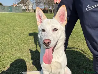 Mixed Breed dogs White girl German shepherd with a bit of Akita. - Advert 1