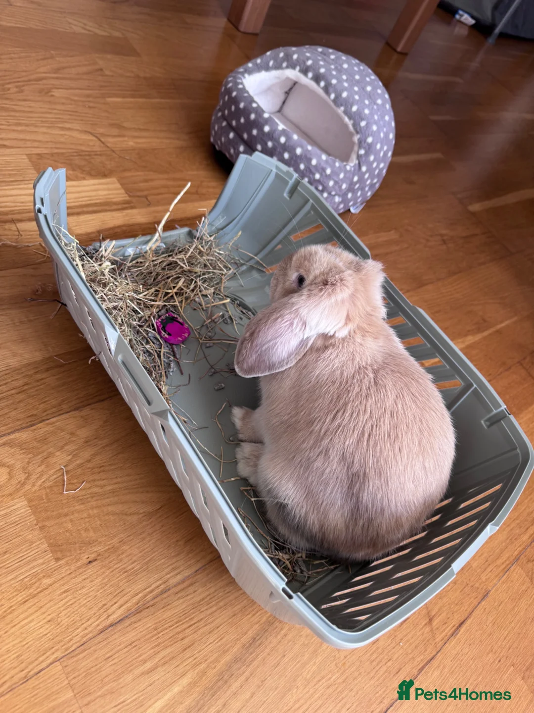 Mini Lop rabbits for sale: Holland lop rabbit female in Solihull - Advert 2