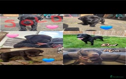 Labrador Retriever dogs for sale: Labrador puppies for sale -open to sensible offers - Image 5
