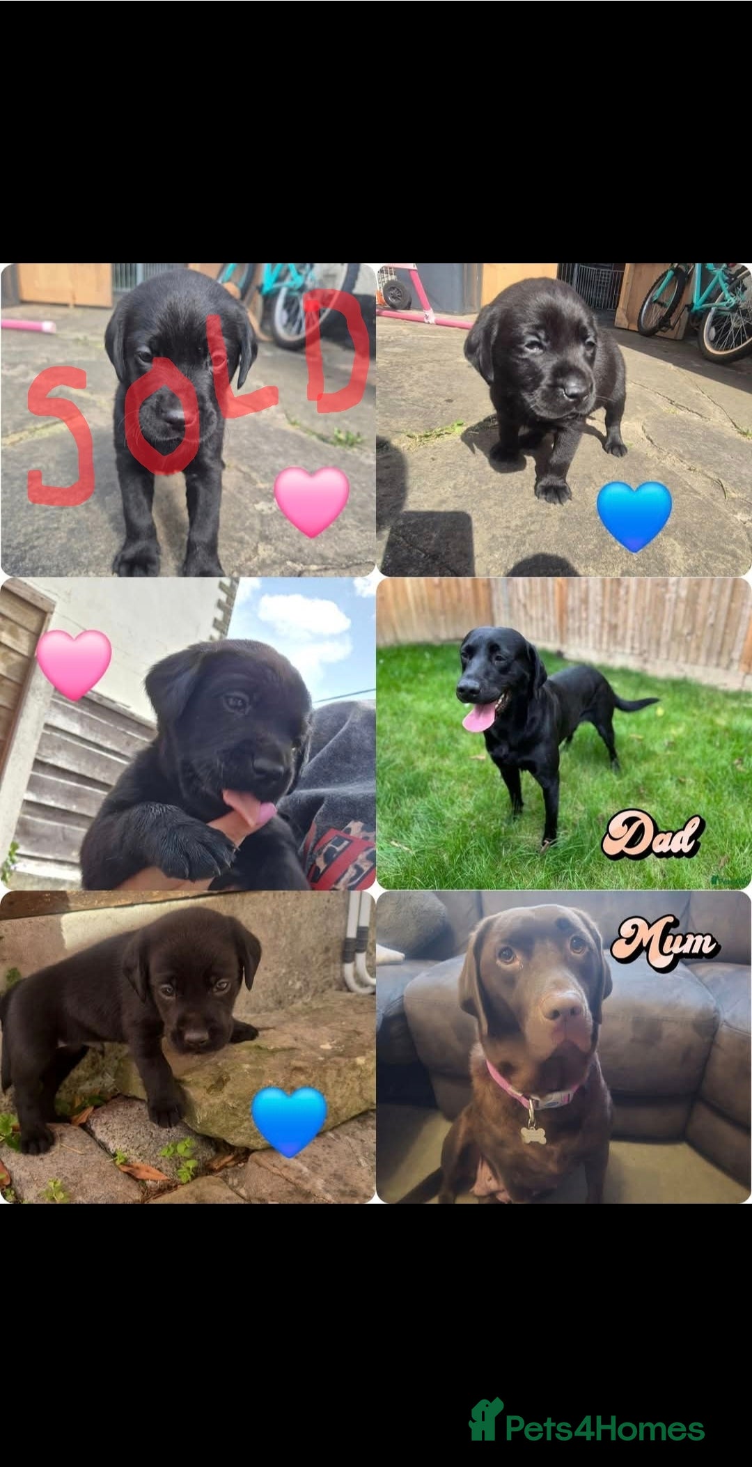 Labrador Retriever dogs for sale: Labrador puppies for sale -open to sensible offers - Image 5