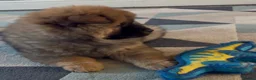 Chow Chow dogs for sale: K.c registered chow chow puppies - Advert 10