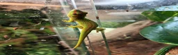 Gecko reptiles for sale: Giant Day Gecko - Advert 4