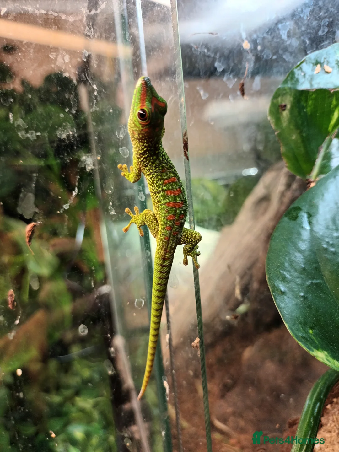 Gecko reptiles for sale: Giant Day Gecko - Advert 4