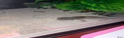 Gecko reptiles for sale: Male gecko  in Sheffield - Advert 2