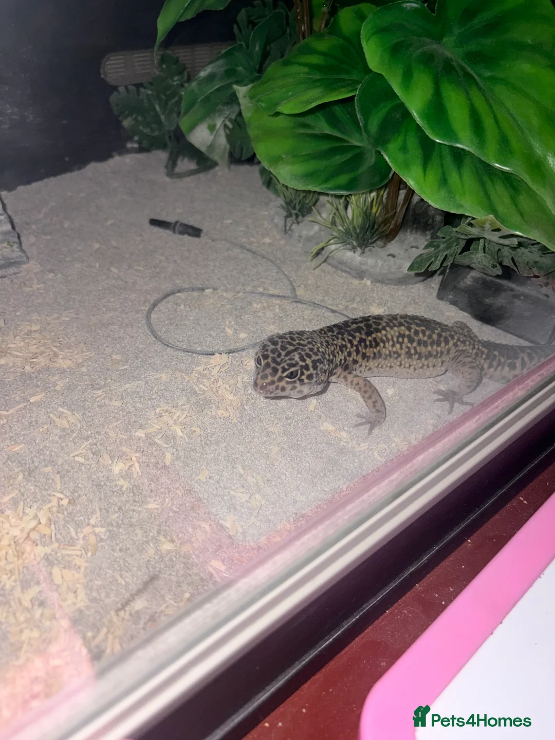 Gecko reptiles for sale: Male gecko  in Sheffield - Advert 2