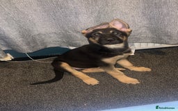 German Shepherd dogs for sale: German Shepherd Puppies  - Image 1
