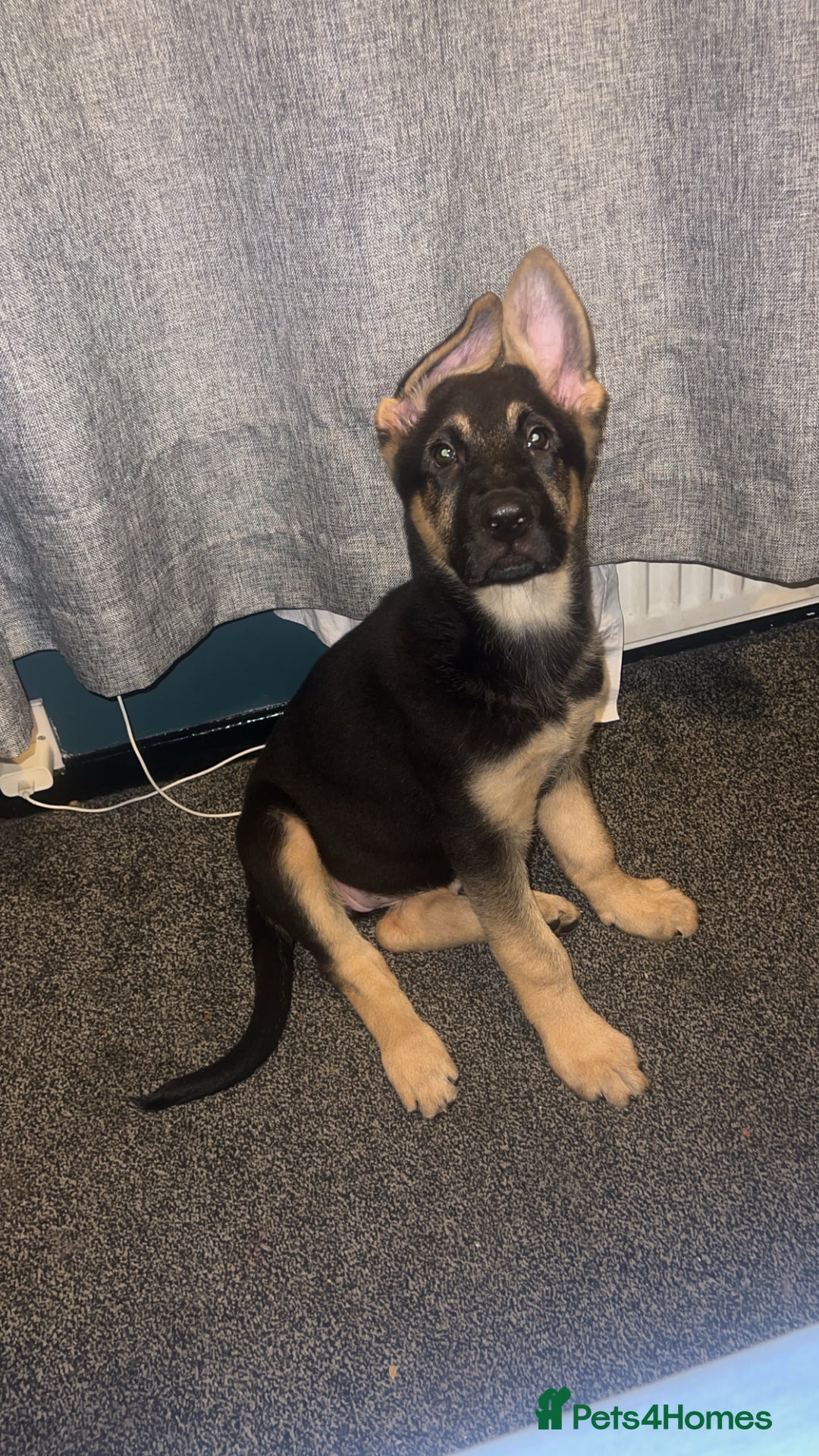 German Shepherd dogs for sale: German Shepherd Puppies  - Image 1