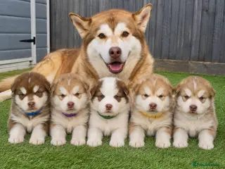Alaskan Malamute dogs 4 Remaining Stunning Alaskan Malamute Puppies - Advert 2