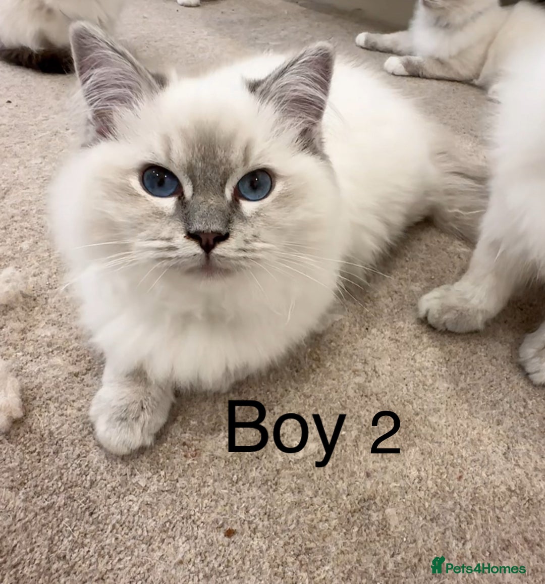 Ragdoll cats for sale: 4 Ragdoll kittens - Advert 1