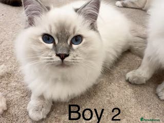 Ragdoll cats 4 Ragdoll kittens - Advert 2