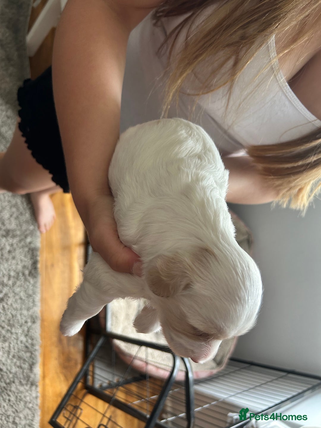 Cockapoo dogs for sale: 1 beautiful cockapoo puppy for sale  - Image 3