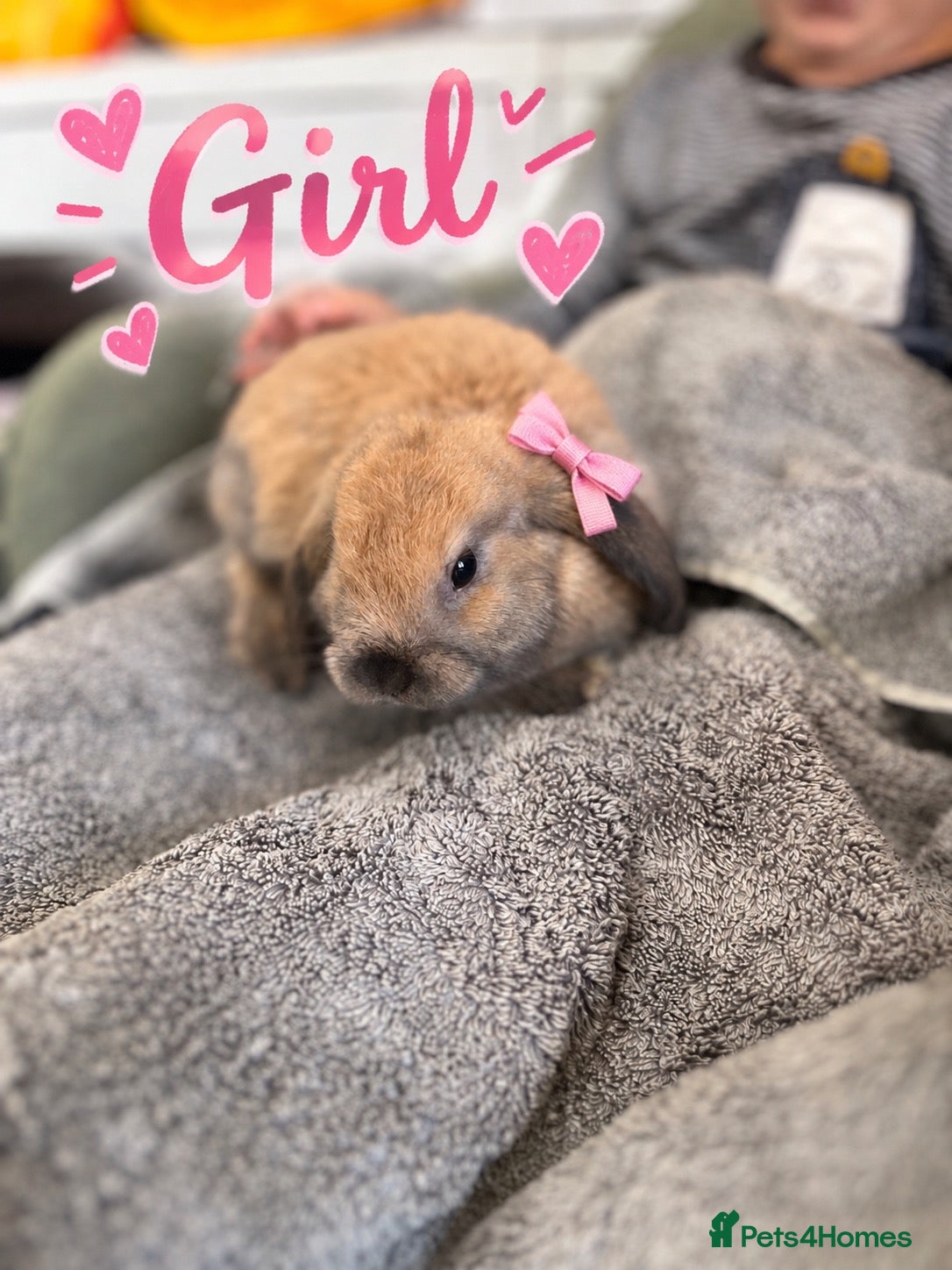Mini Lop rabbits Ready Now! Gorgeous Mini Lop Babies! - Advert 4