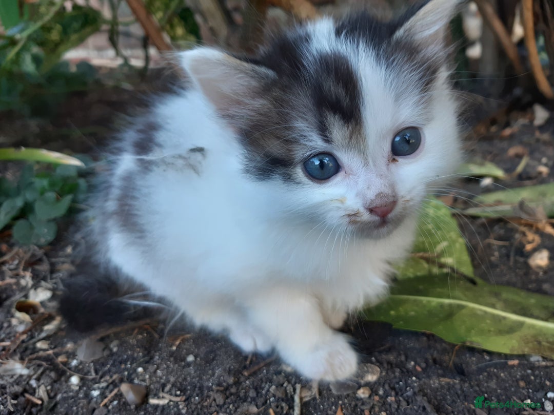 Mixed Breed cats for sale: 6 Kittens Available to take home today 😸  - Image 9