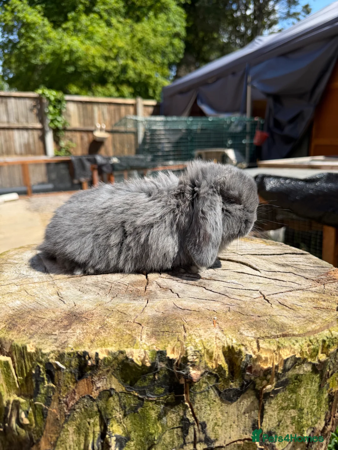 Mini Lop rabbits for sale: Mini Lop buck READY NOW  - Advert 10