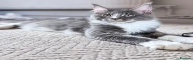 Maine Coon 1