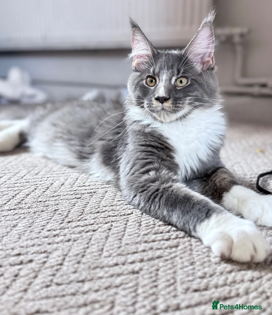 Maine Coon cats for sale: large Maine Coon kittens - Advert 1