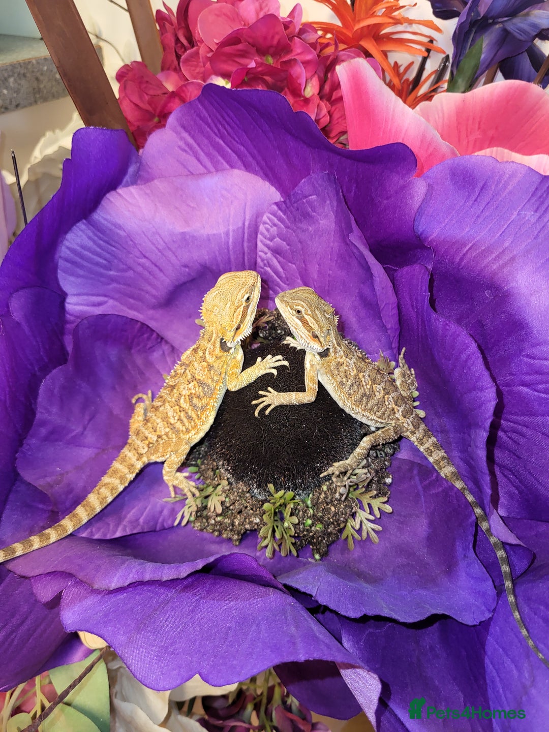 Bearded Dragon reptiles for sale: Friendly bearded dragons  - Advert 1
