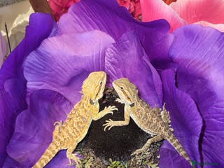 Bearded Dragon reptiles Friendly bearded dragons - Advert 1
